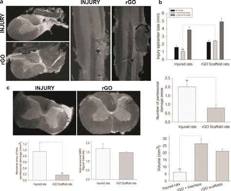 Pdf Myelinated Axons And Functional Blood Vessels Populate