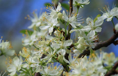 Bildet Tre Natur Gren Anlegg Hvit Frukt Sollys Blomst Pollen