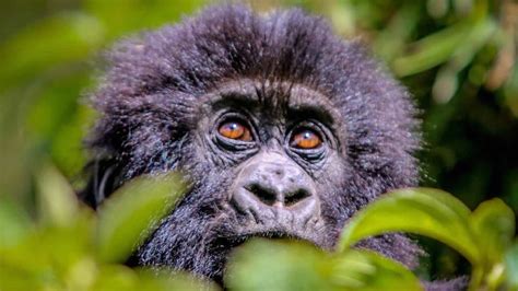 Gorilla Trekking Tours In Uganda From Kisoro Visit Kisoro