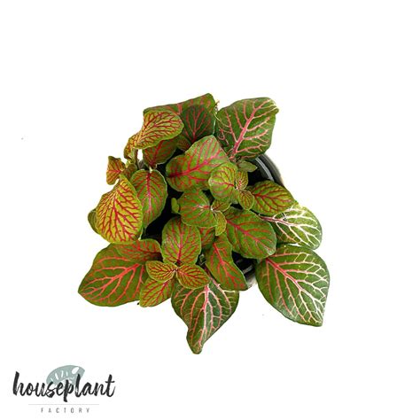 Fittonia Pink Der Ideale Bodendecker Houseplant Factory Besondere