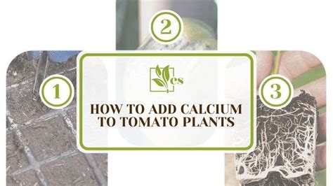 How To Add Calcium To Tomato Plants In Nine Simple Ways Evergreen Seeds