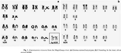 Figure 1 From Xx Xy Sex Chromosome System With X Heterochromatinization