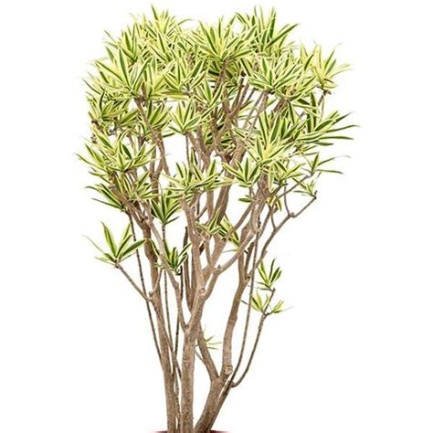 Dracaena Reflexa Song Of Sri Lanka Plant Wholesale Floraccess