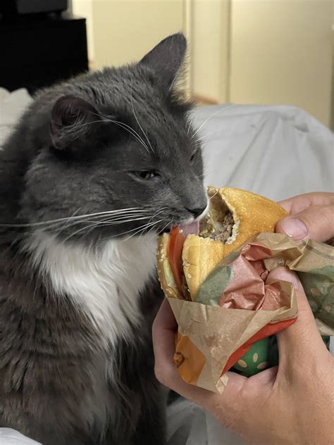 My Cat Loves Whopper Burger Rburgerking