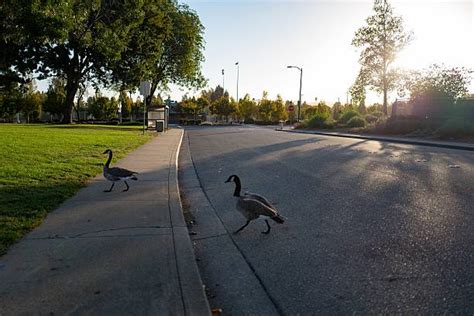 Goose Repellent Spray | Chase That Goose Away | Pestclue