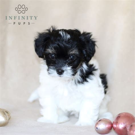 Havanese Puppies for Sale (Cute, Smart, & Healthy) | VIP Puppies