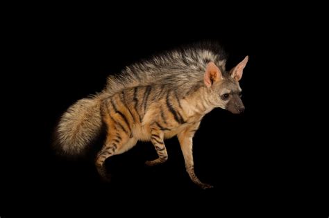 The Aardwolf A Fascinating Small Hyena Species