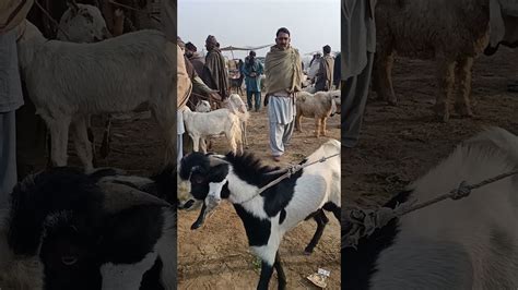 Beautiful Big Bakra In Bakra Mandi 2021 Big Goat Male Video In