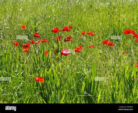 Opium poppies field hi-res stock photography and images - Alamy