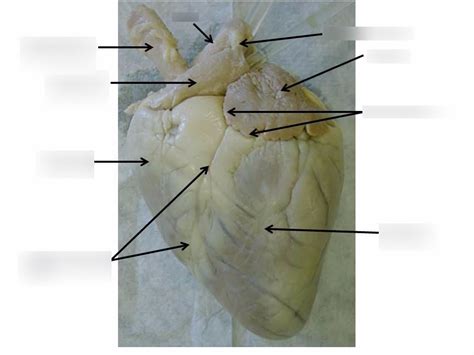 Sheep Heart Diagram Quizlet