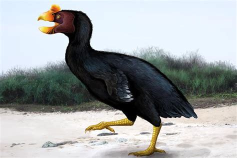 New Caledonian Giant Fowl Sylviornis Neocaledoniae Prehistoric