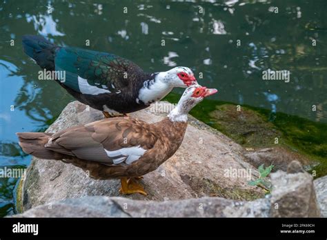 16+ Muscovy Ducklings Colors - MerlinDaksha