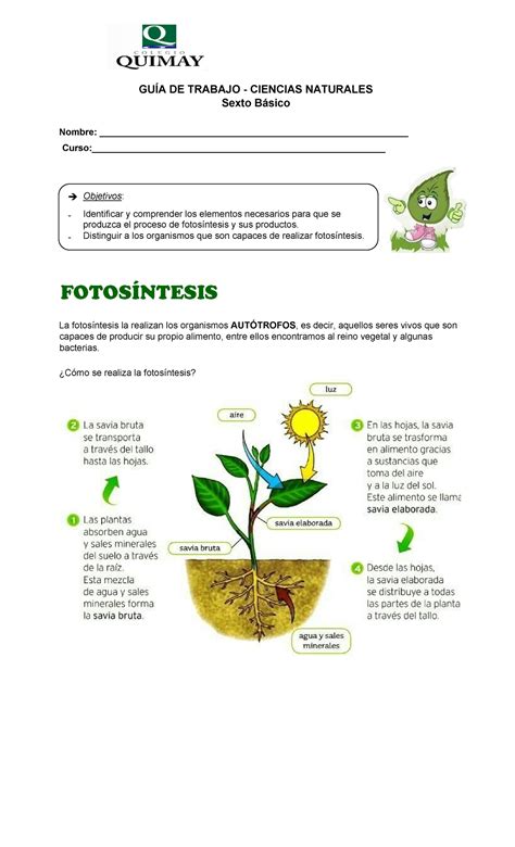 Guia De Trabajo Cs Naturales Fotosintesis GuÍa De Trabajo Ciencias
