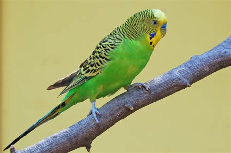 Parakeet Pics4learning
