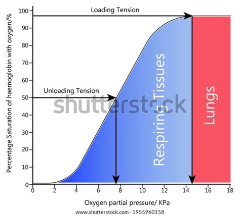 File:Oxygen dissociation curve.webp - Physiopedia