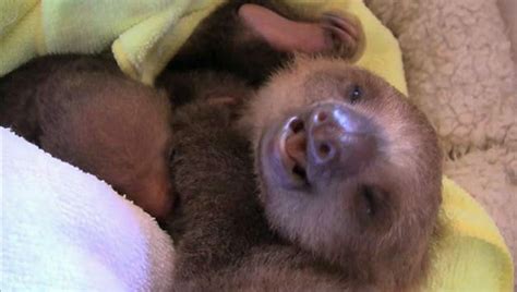 [VIDEO] Sloth Babies! So blissful. So sweet. So sleepy. | Dawn Productions