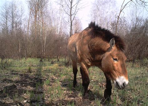 The mystery of Chernobyl's wild horses