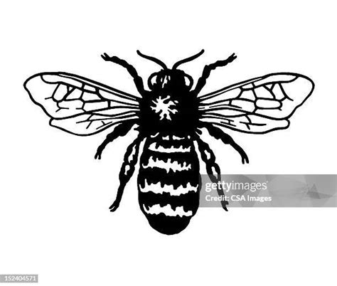 109 Bumble Bee Line Drawing Stock Photos High Res Pictures And Images