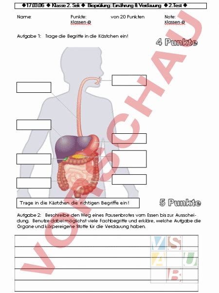 Arbeitsblatt Ern Hrung Und Verdauung Biologie Anatomie Physiologie