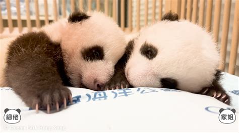 Panda Watch Tracking The Growth Of Hong Kongs Baby Panda Twins