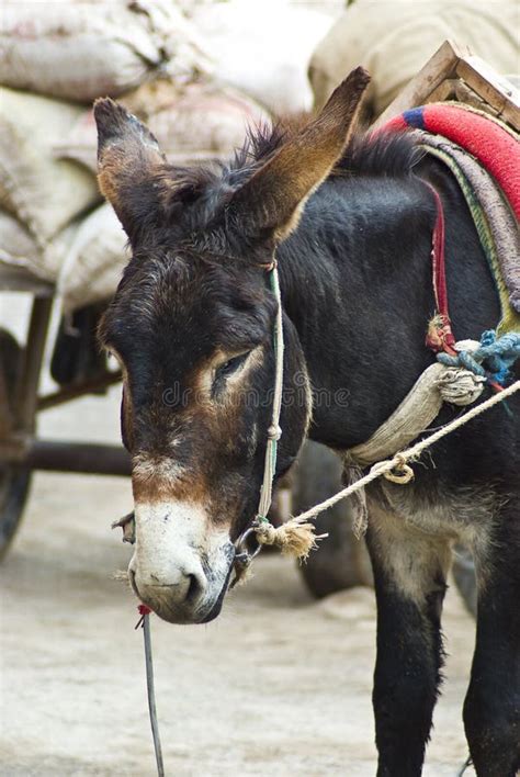 Working Donkey Stock Image Image Of Details Head Carrying 8419653