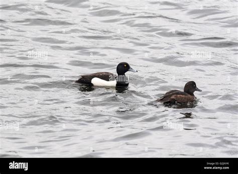 A Pair Of Tufted Ducks Swimming Stock Photo Alamy