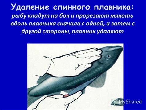 Презентация на тему: "Механическая кулинарная обработка рыбы. Строение ...