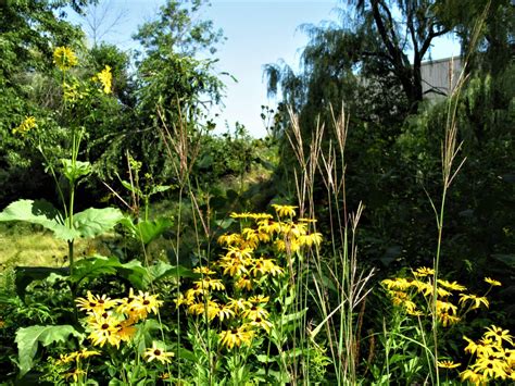 Native Grasses Accent On Natural Landscaping