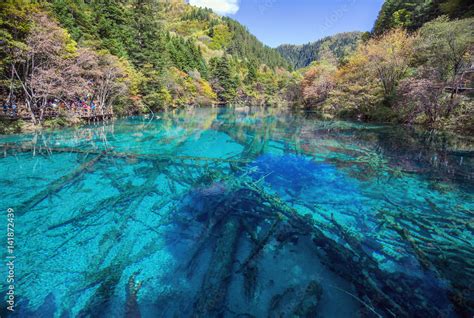 Azure Lake With Submerged Tree Trunks Jiuzhaigou Valley Was Recognize