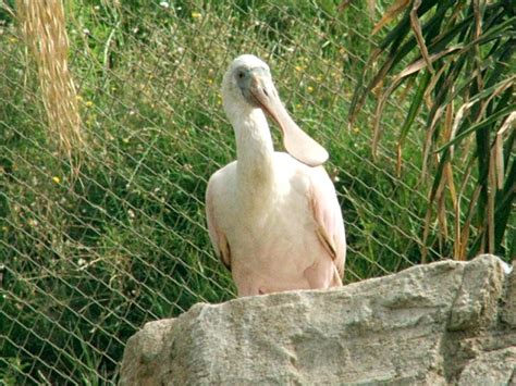 Espátula rosada imágenes Animalandia