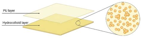 Two Layers Structure Of Hydrocolloid Dressings Download Scientific Diagram