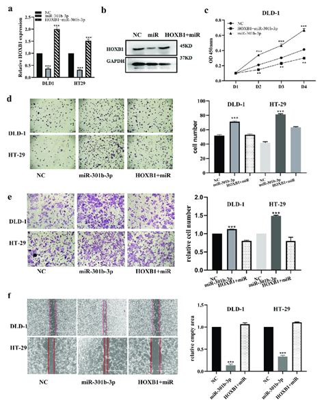 Mir B P Effect Rescued By The Overexpression Of Hoxb In Crc A B