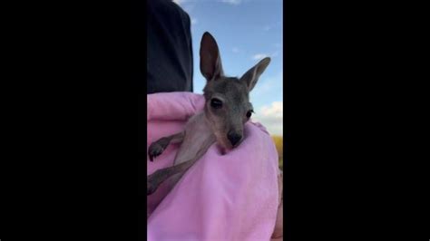 Adorable baby kangaroo hops around for the first time | Daily Telegraph