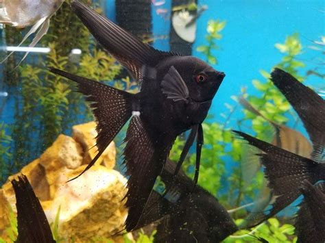 2 Fully Grown Black VEIL Angel Fish Fresh Water Live AngelFish Large 7