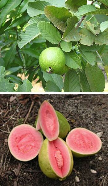 Guava Tree Pink Variety Guava Tree Guava Fruit Pink Guava