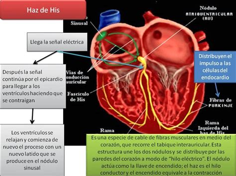 Blog De Fisiología Médica De Mónica Páez Sistema De Conducción Del