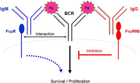 Frontiers Role Of The IgM Fc Receptor In Immunity And Tolerance