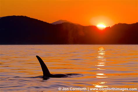 Gulf Islands Orca Sunset 1 | Photography Blog | Cornforth Images