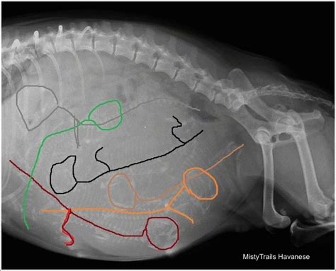 Whelping Puppies Pictures Of Pregnant Dam X Rays Raising Pups