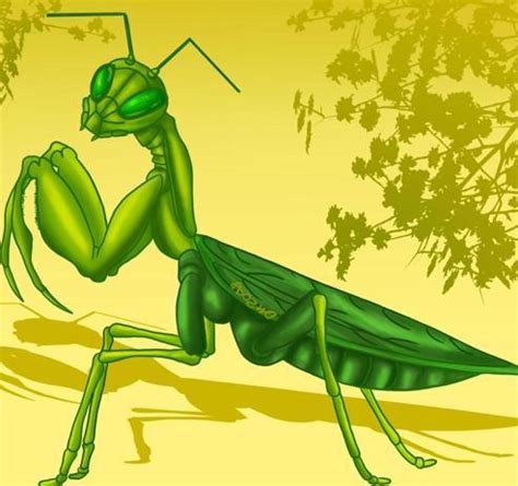 Cómo dibujar una Mantis religiosa 5 pasos