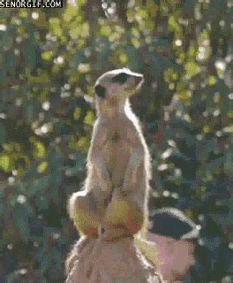 Meerkat on Top of The World | Meerkat, Animated gif, Top of the world