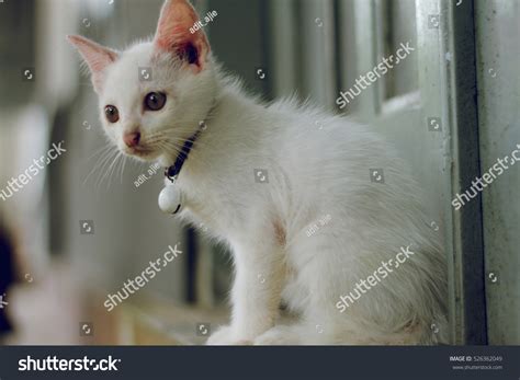 Pet Stock Photo 526362049 Shutterstock
