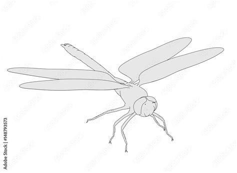 2d Cartoon Illustration Of Emperor Dragonfly Stock Illustration Adobe Stock