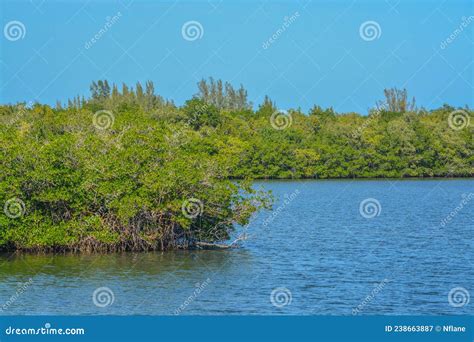 The Mangroves In Round Island Riverside Park On The Indian River At