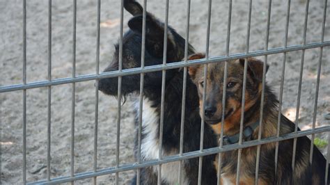 Haustier Aus Dem Tierheim Tasso R Umt Mit Vorurteilen Auf