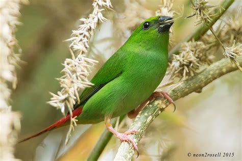 51 Most Common Birds In Negros The Worlds Rarest Birds