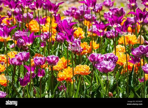 Flowering Plants Cretaceous Hi Res Stock Photography And Images Alamy