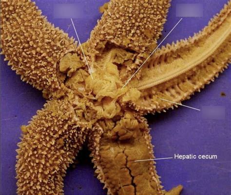 Echinodermata Diagram Quizlet