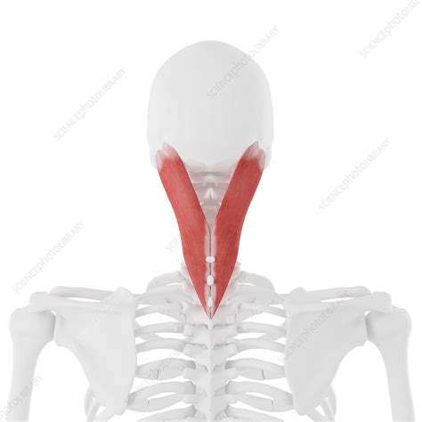 Splenius Capitis Muscle Illustration Stock Image F