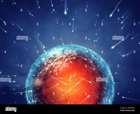 Sperm Cells Spermatozoa Fertilizing An Egg Cell Ovum Human